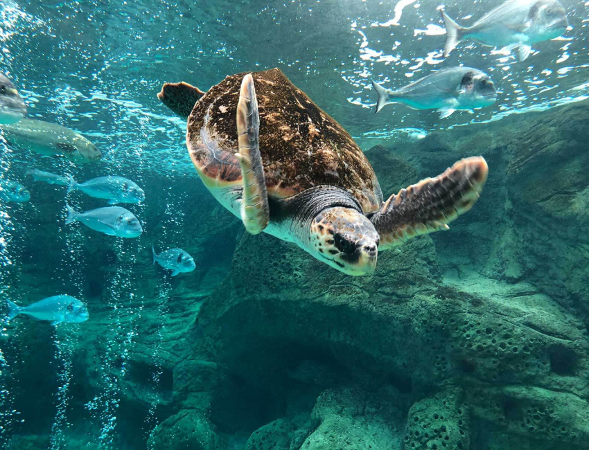 CretAquarium